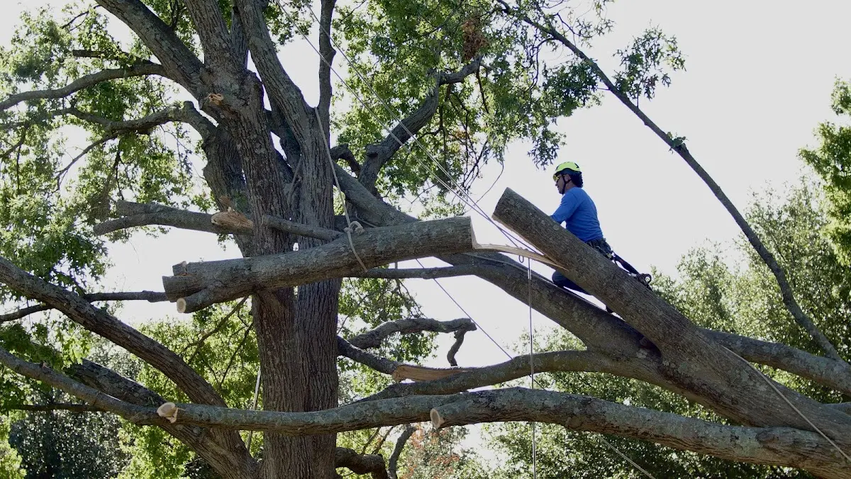 Professional Crown Thinning performed by certified arborists in Dickens
