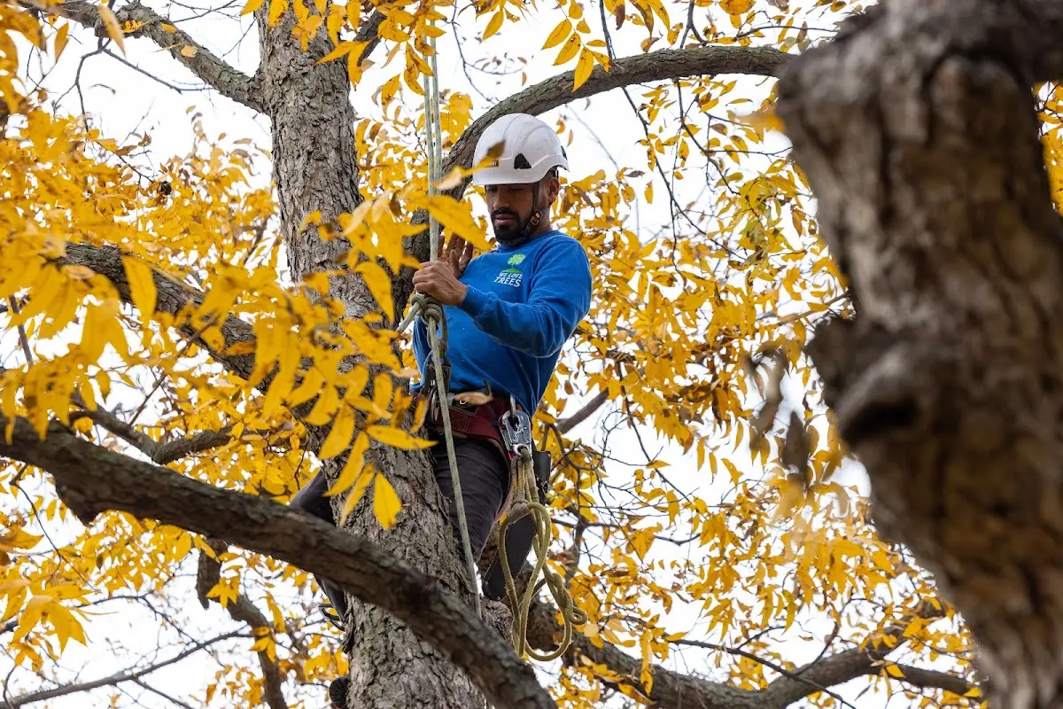 Skilled Tree Planing crew working in Dickens